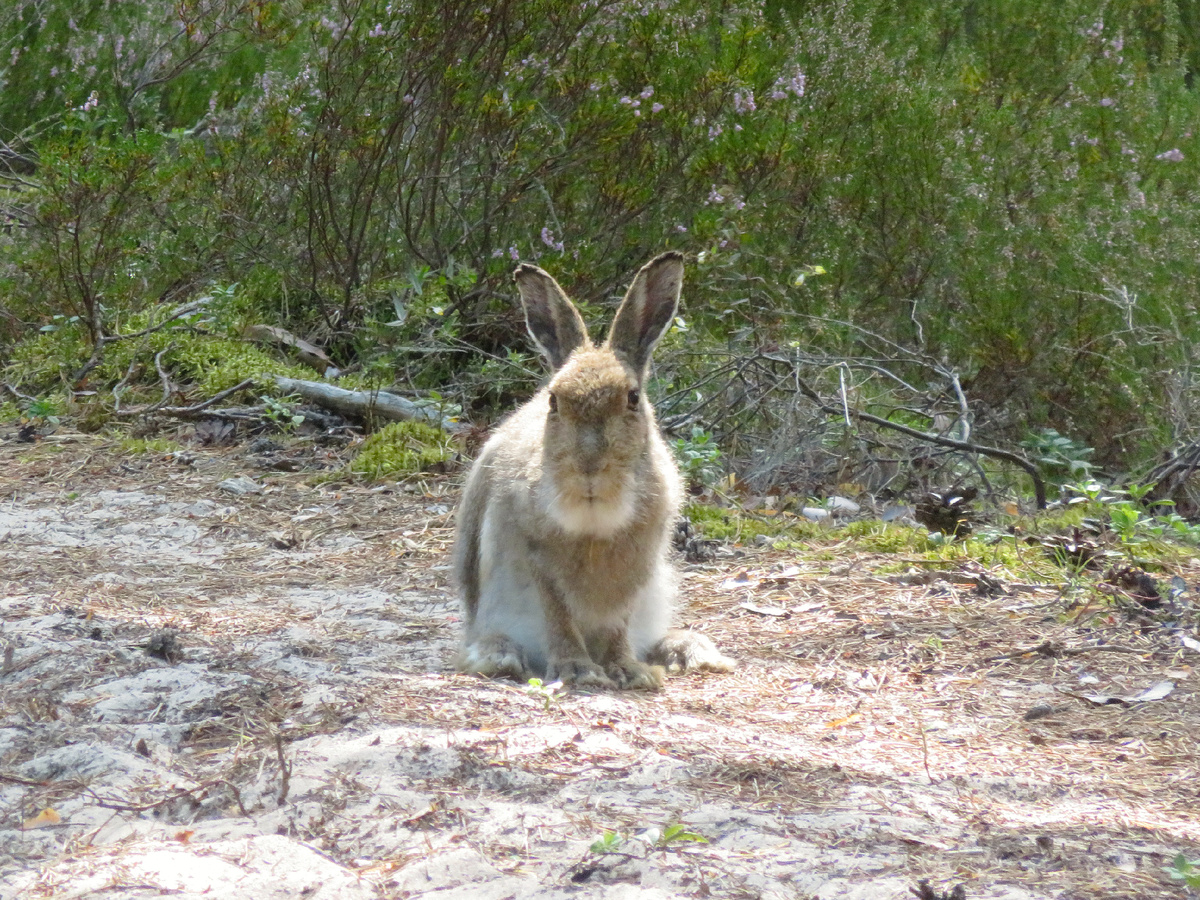 В процессе линьки тумак похож на дедушку Мороза. Фотография: Catasa, CC BY-SA 4.0
