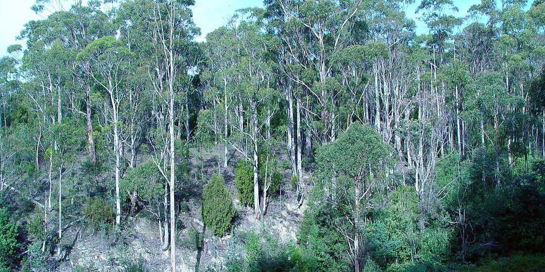 Почему эвкалиптовые леса кажутся голубыми