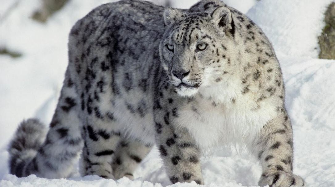 Лапы ирбиса — естественные снегоступы для ходьбы по снегу