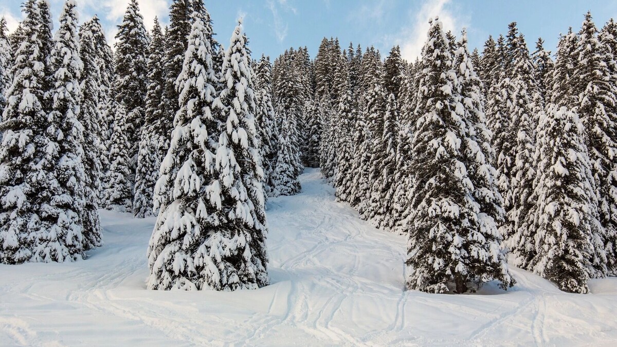    хвойный лес   freepik.com