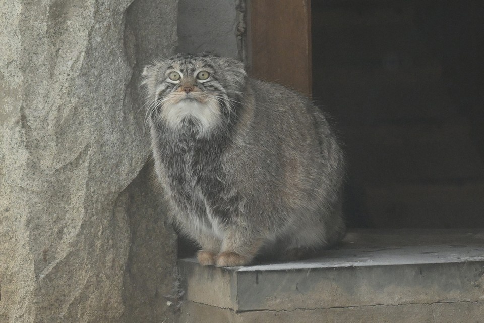    Есть у нас с друзьями такая традиция - каждый раз перед Новым годом начинаем зажировку. Евгения ГУСЕВА