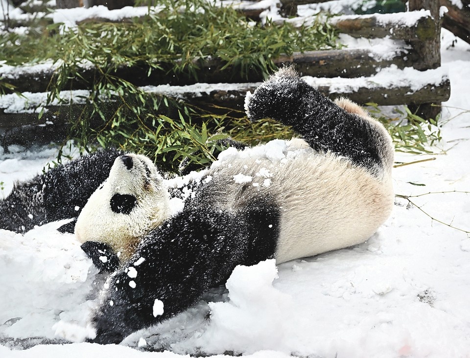    Катюша, как и все москвичи, рада, что наконец-то выпал снег. Евгения ГУСЕВА