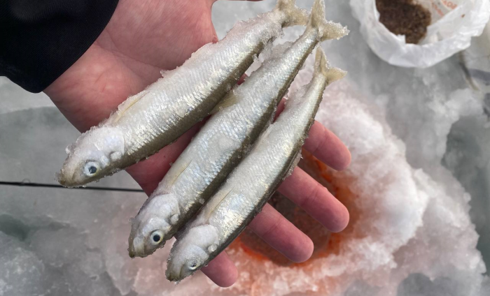 Вот на эту рыбку девушка и обменяла золотое кольцо с бриллиантом / Фото: тelegram-канал rybak.borodach