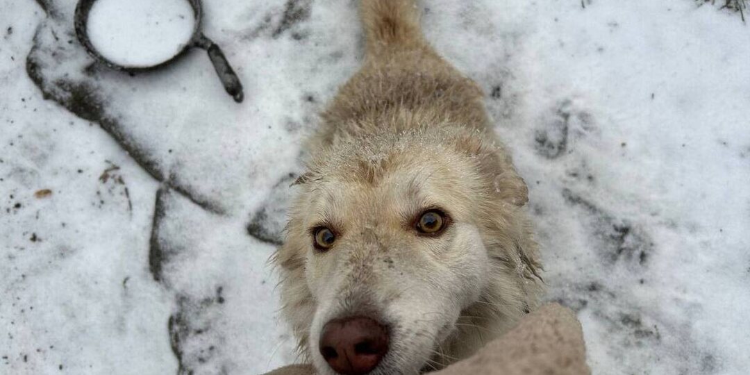 В Барнауле неизвестные привязали собаку к дереву и оставили погибать в лесу