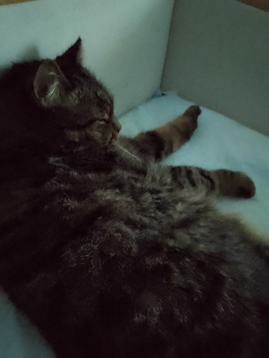 Налаженный, фото автора 