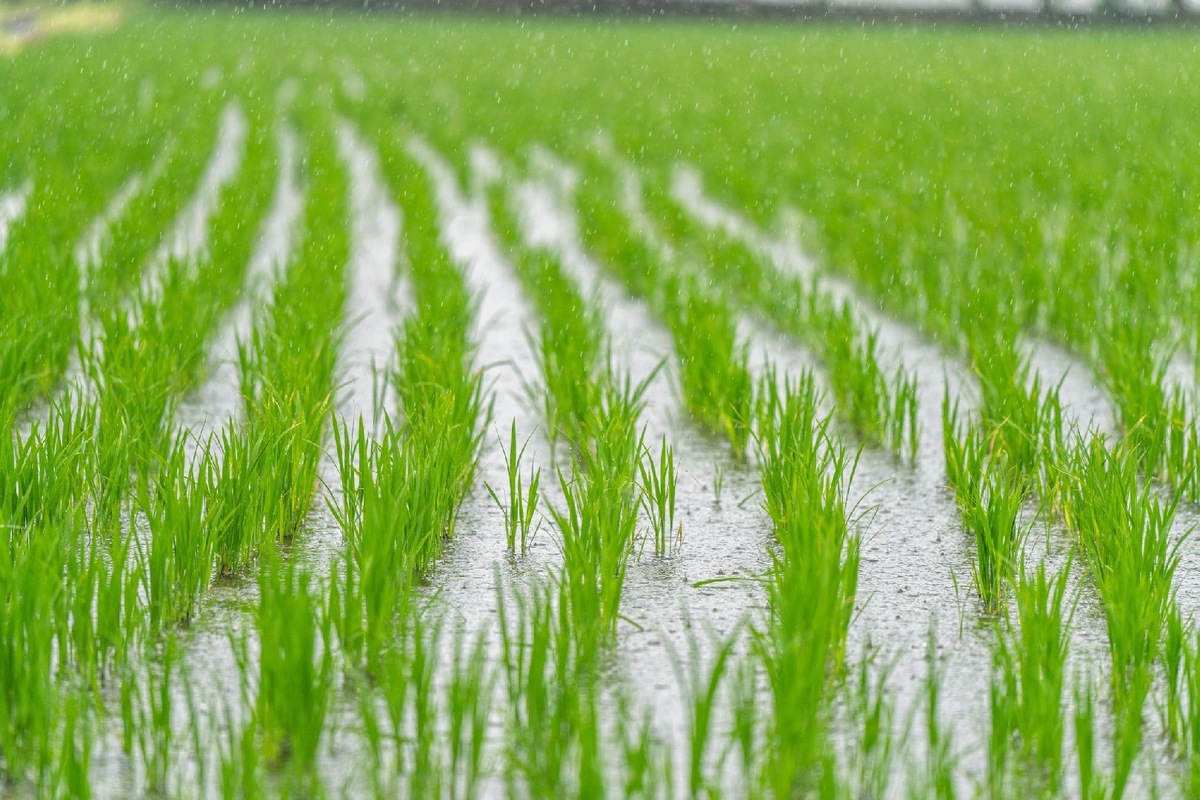    Фото: iStock/XIA JIN