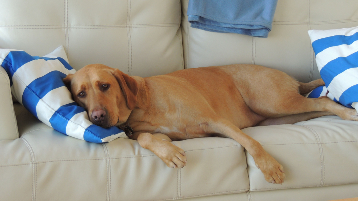 Как думаете, что страшного случится от того, что пёс лег там, где ему удобно? Фото pixy.org