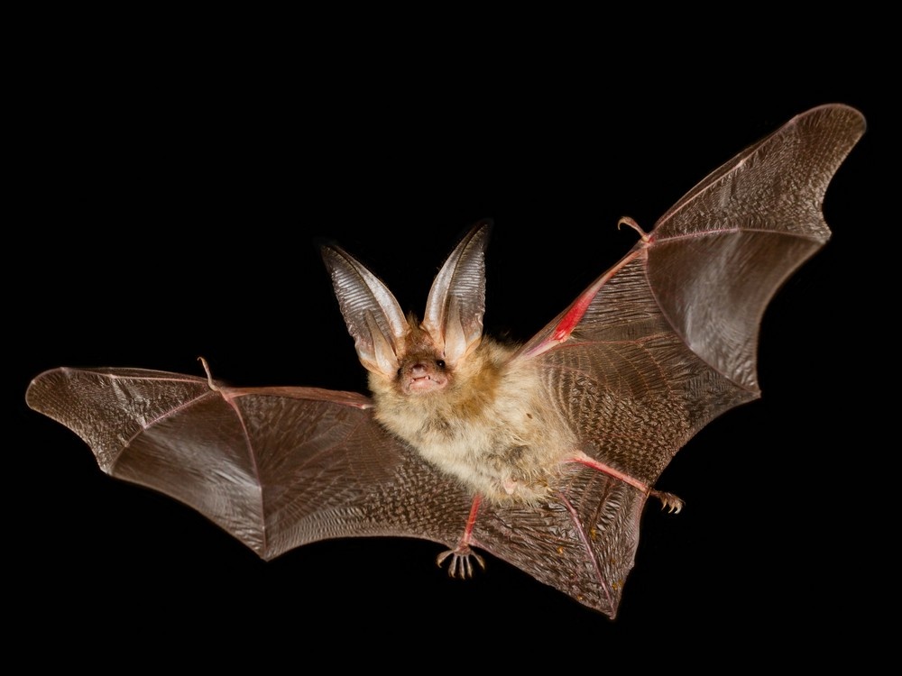 Акробат ночного неба: он умеет зависать в воздухе, как колибри.