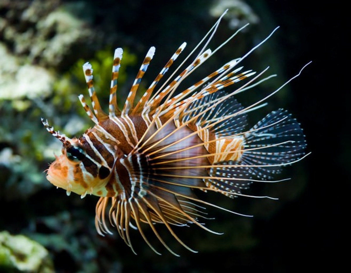 Величественная и опасная: крылатка-зебра во всей красе.