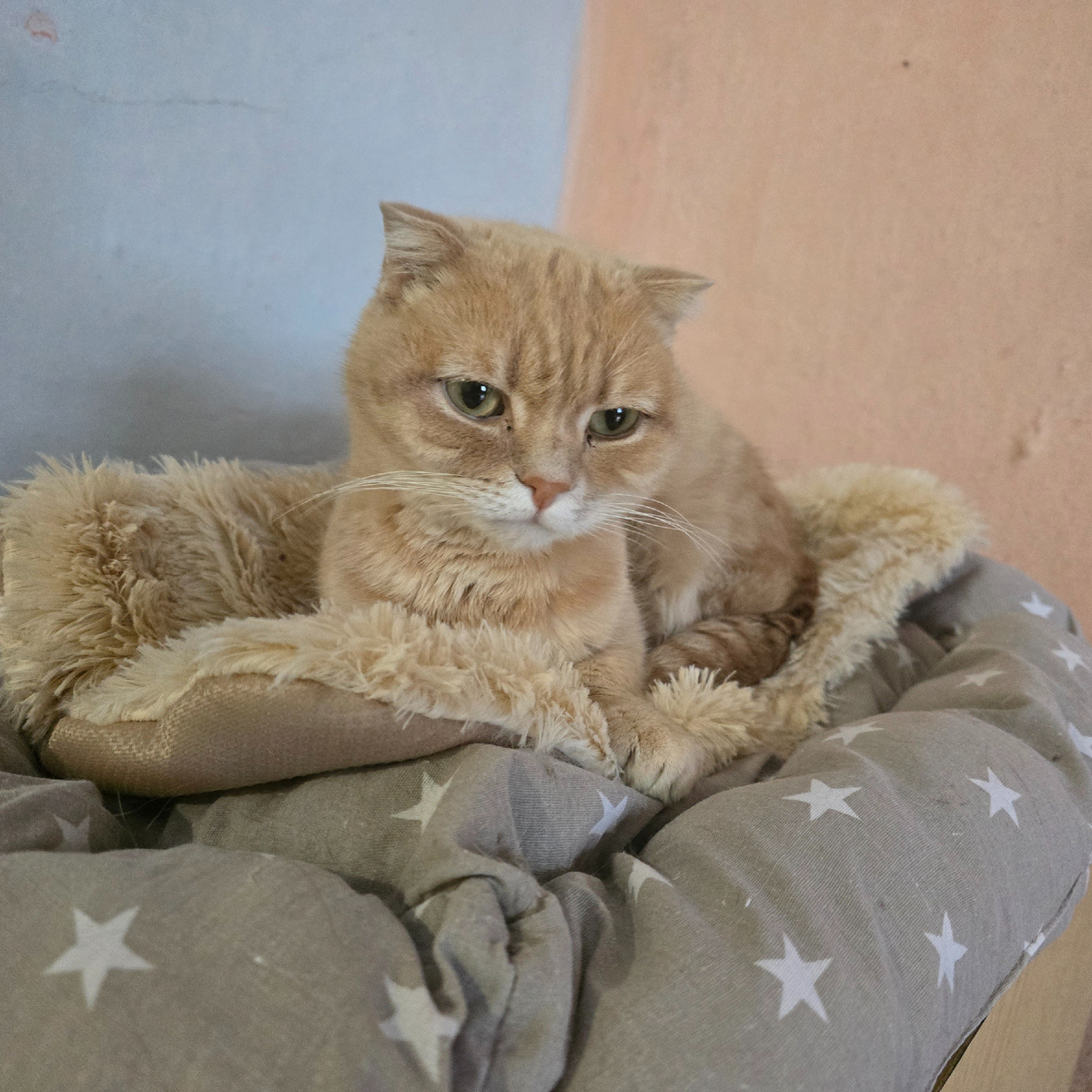 Пич грустно лежит на подушке