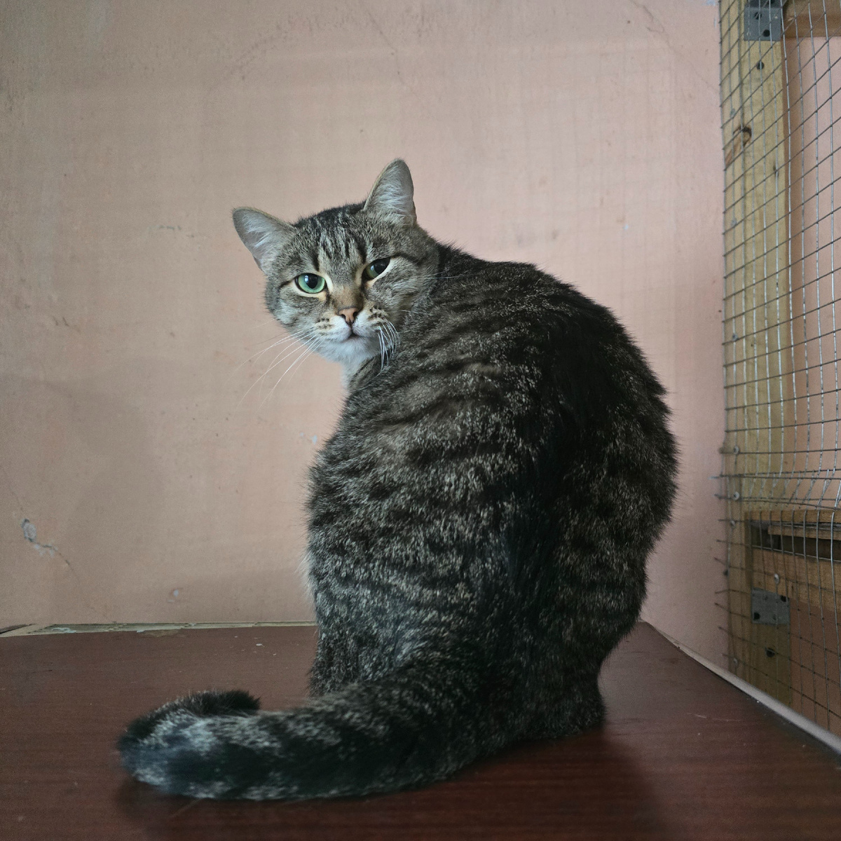 серый кот настороженно смотрит из угла