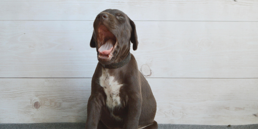 Один раз - не ананас, или через сколько вязок становятся заводчиками.