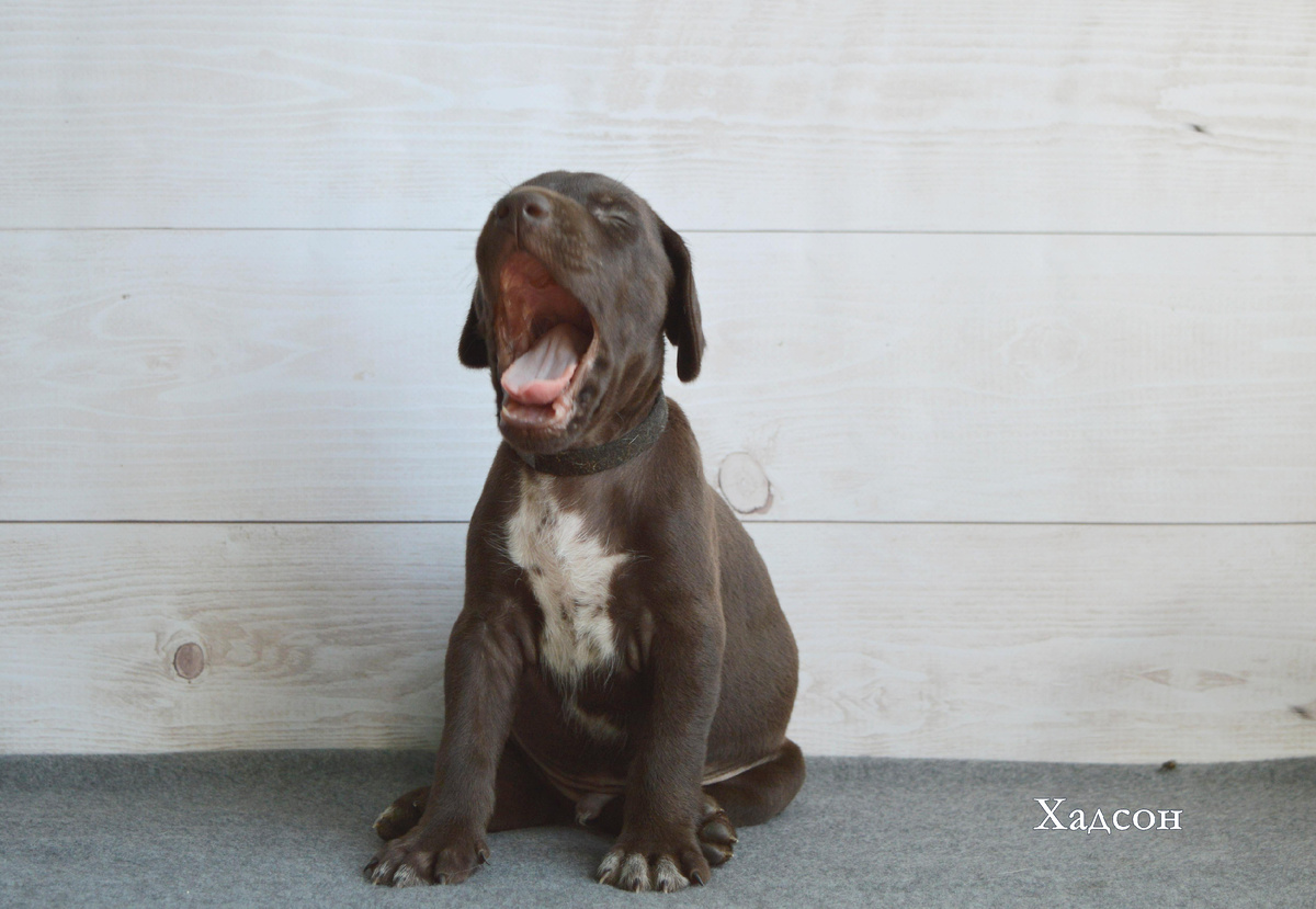 Щенок курцхаара возрастом 1 месяц. Птомник Грей Фланнель