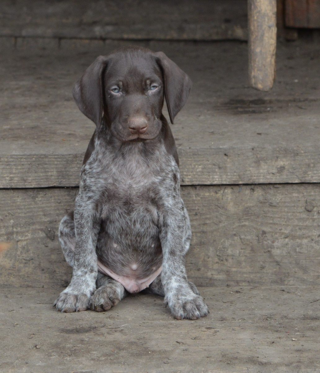 Щенок курцхаара в возрасте 1,5 месяца, питомник Грей Фланнель.