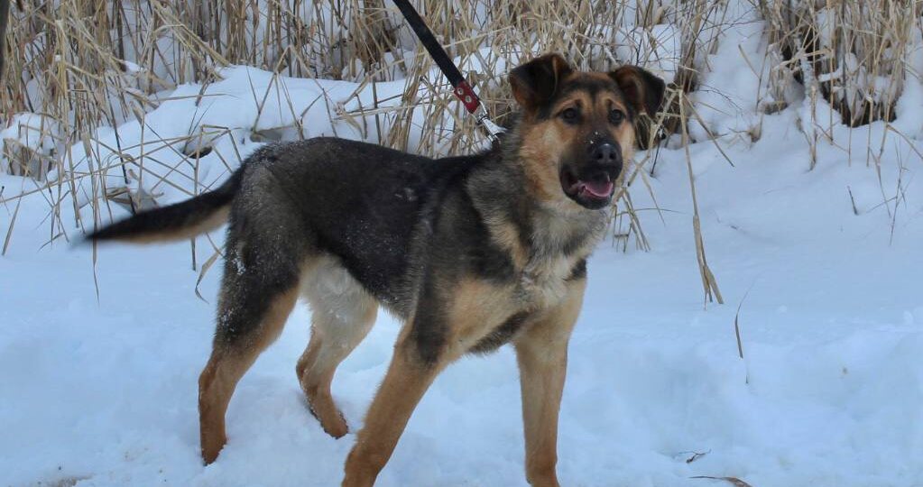 Ищем дом Максу!