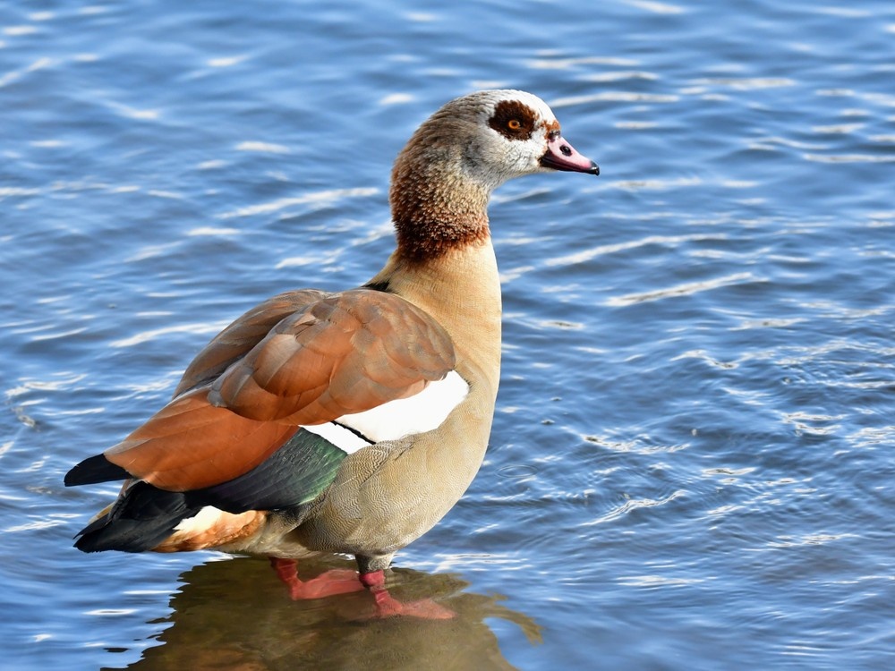 Тот самый взгляд, который покорил древних жрецов.