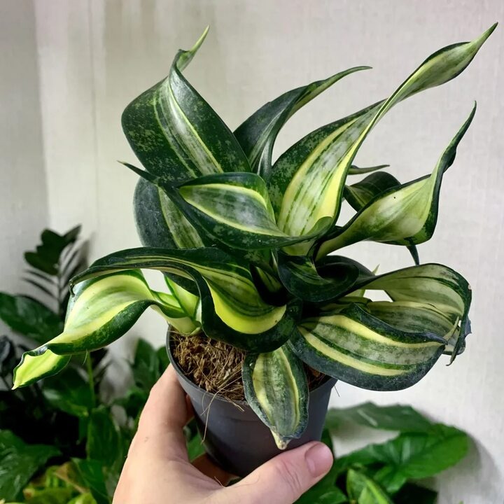 Сансевиерия