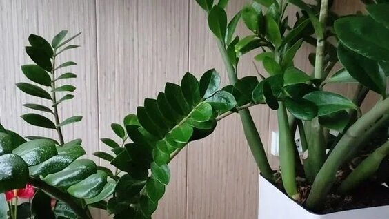 Замиокулькас 