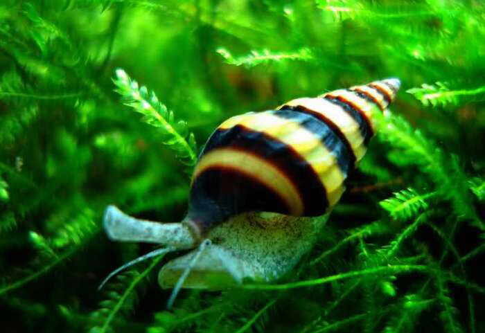 Тот самый «хоботок-радар», от которого не скрыться ни одной катушке.