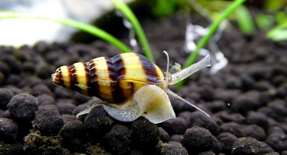 🐌 Красивая и опасная улитка пресноводная хищная: всё о содержании улитки-убийцы Anentome helena