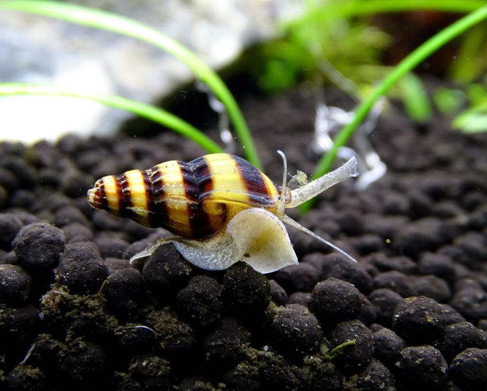 Охотник вышел на тропу. Размер жертвы значения не имеет.