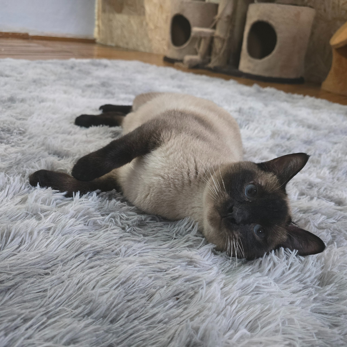 сиамский красавец расслабился на пушистом коврике