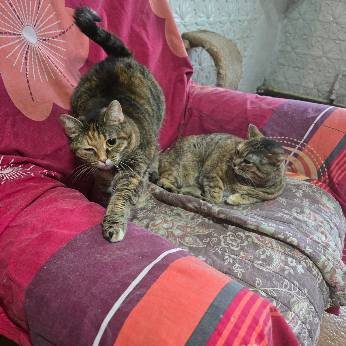 две подружки уютно устроились на постели