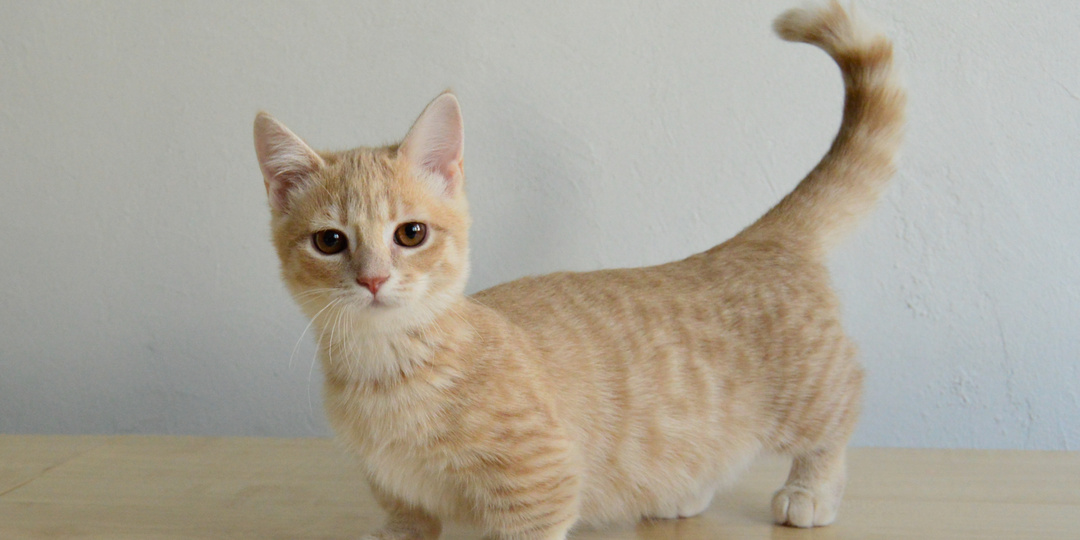 Декоративные породы кошек: красота, за которую платят здоровьем