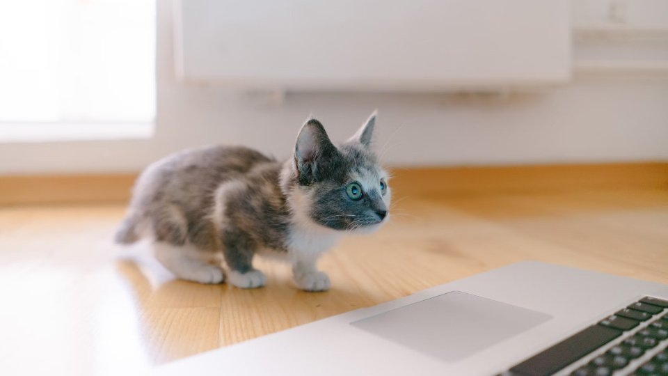    Любопытство котенка требует обеспечения его безопасности дома.