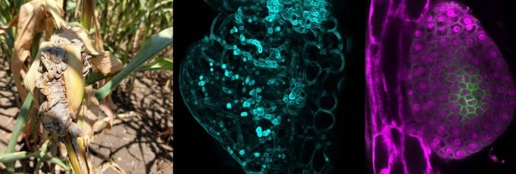    Фото: Professor Djamei’s research group/University of Bonn