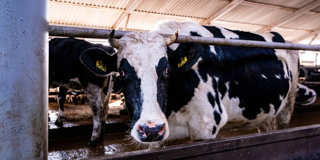 Производство молока в Татарстане выросло до 2,37 млн тонн