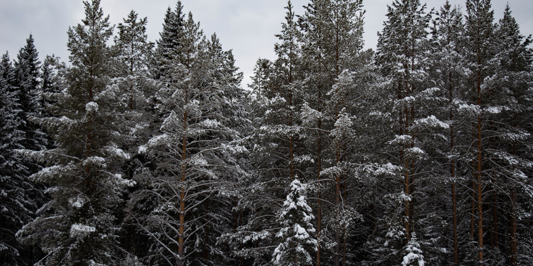 Синоптики рассказали о погоде в Свердловской области на Рождество