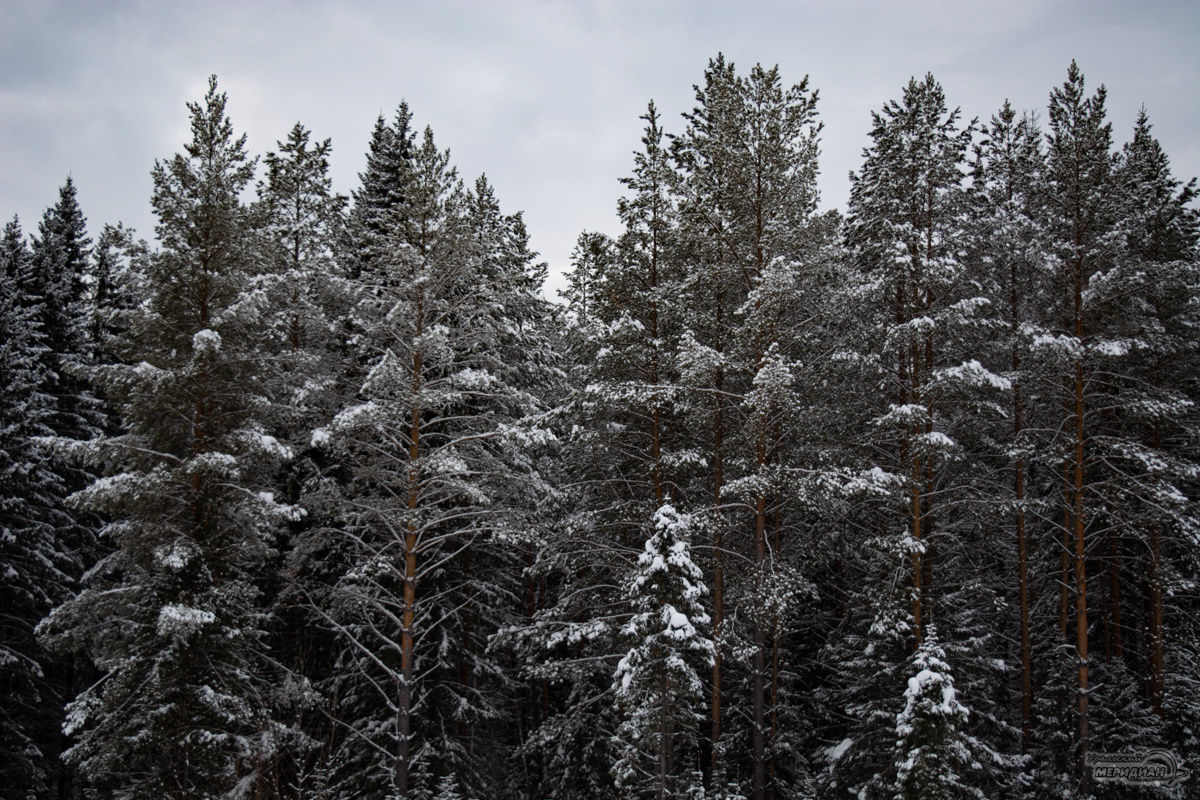    Фото: Галина Ниценкова © ИА «Уральский меридиан»
