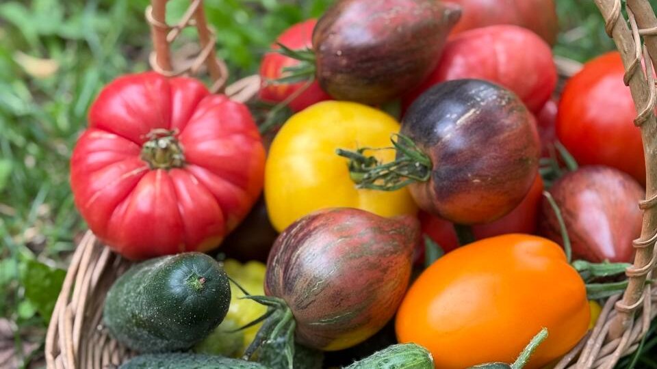 ДАЧНЫЙ СЕРИАЛ. О чем этот канал и почему я его веду.