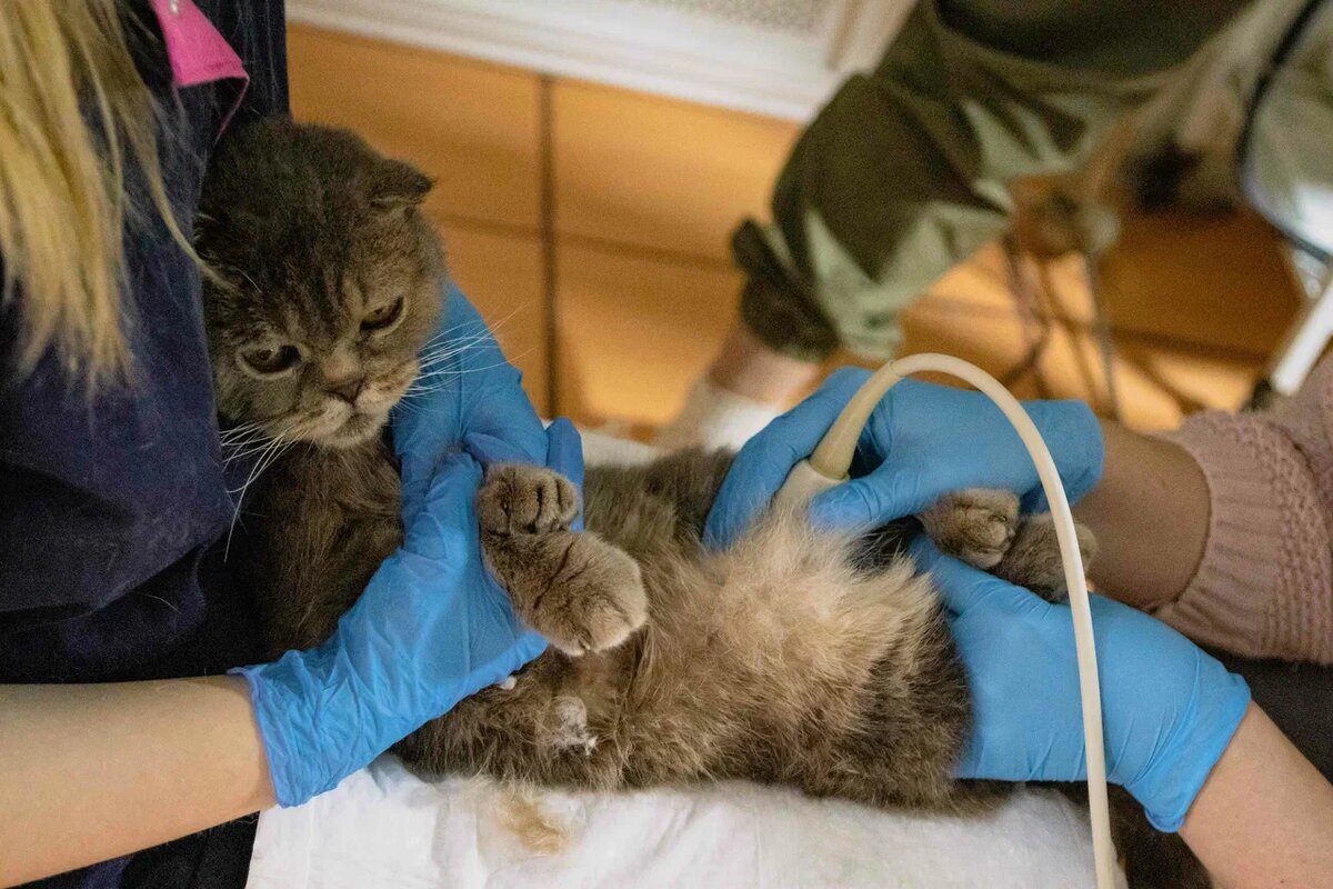 Работа с кошками сложна, руки просто опускаются... Сами, без вашей помощи, мы НЕ справимся!