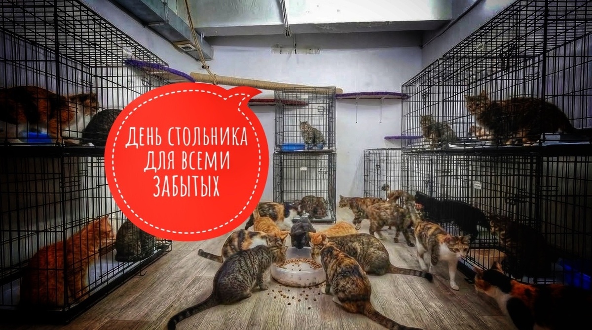 День стольника приюте для кошек, пожалуйста, примите участие!
