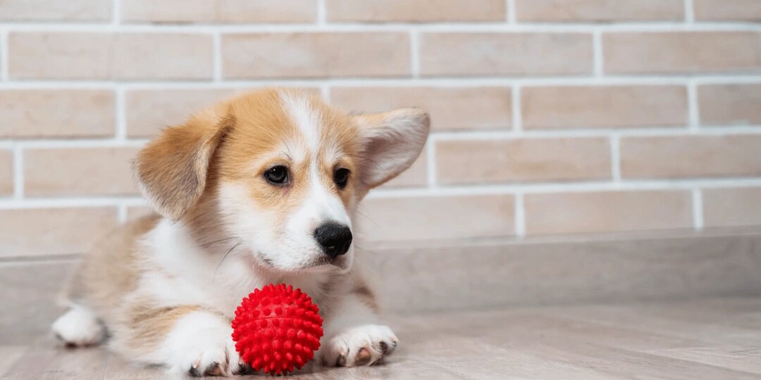 Щенок вялый? Это не "просто устал" — ветеринар о 7 признаках, которые упускают 8 из 10 хозяев