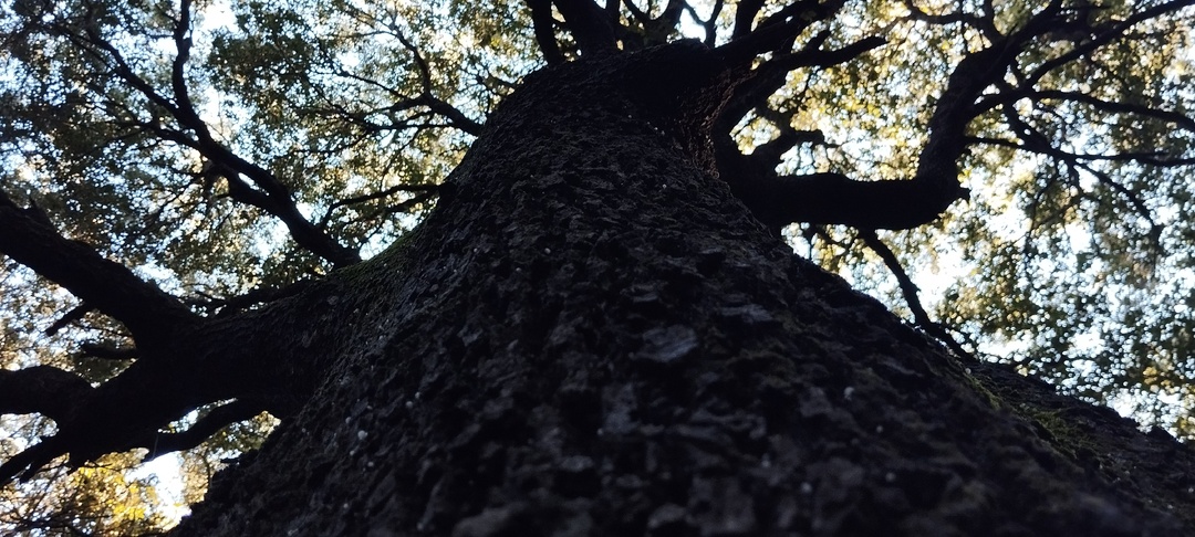 Черный лес Уфаны