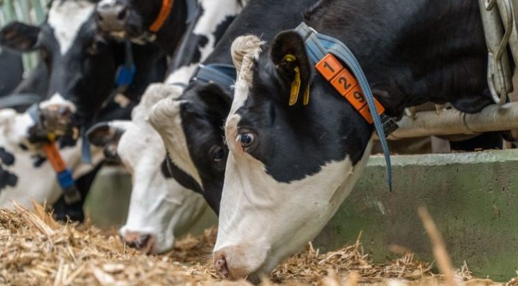 Впервые в Татарстане получено более 2 млн 370 тысяч тонн молока за год