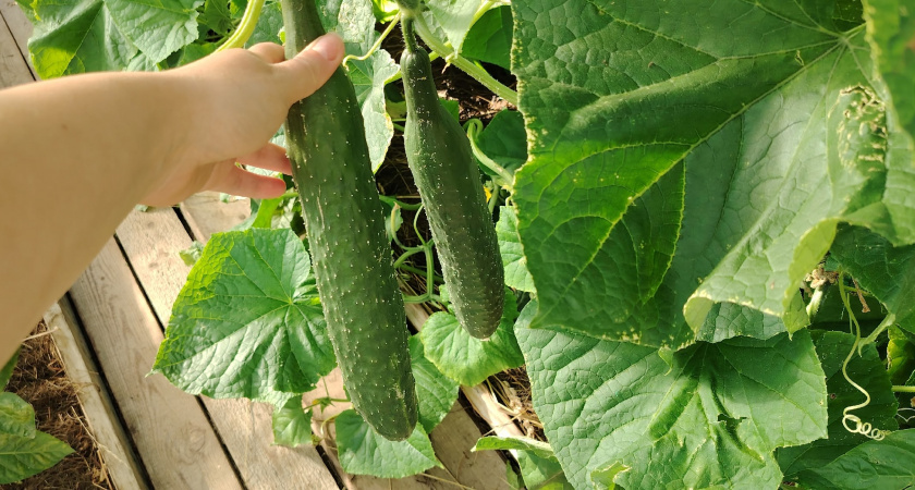    Фото из архива редакции