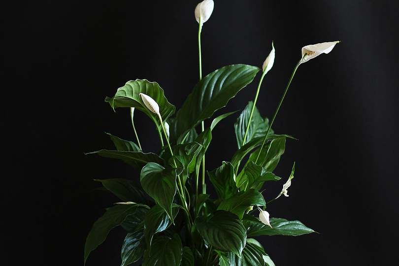 Спатифиллум — уход, особенности растения