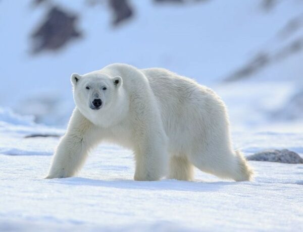    Фото: pixabay.com