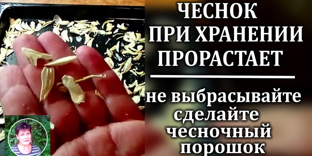 Как спасти проросший чеснок: делаем домашнюю специю-чесночный порошок. Лучше магазинной!