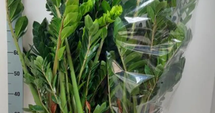 Замиокулькас: уход и особенности растения