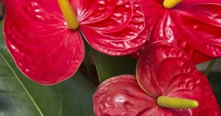 Антуриум Андрианум особенности и уход за растением