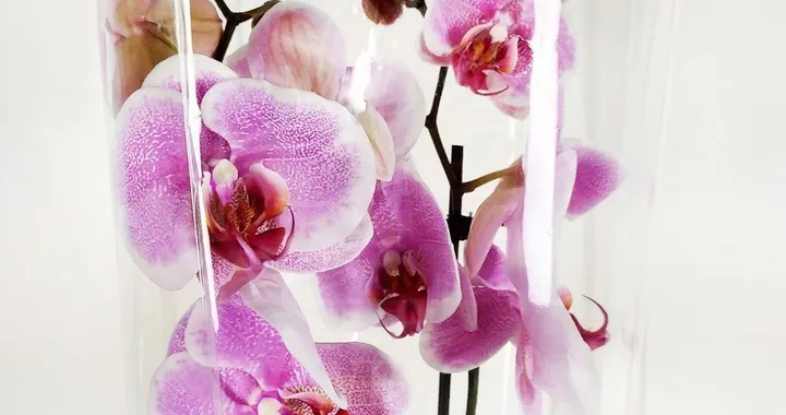 Орхидея фаленопсис: уход и содержание дома, особенности растения