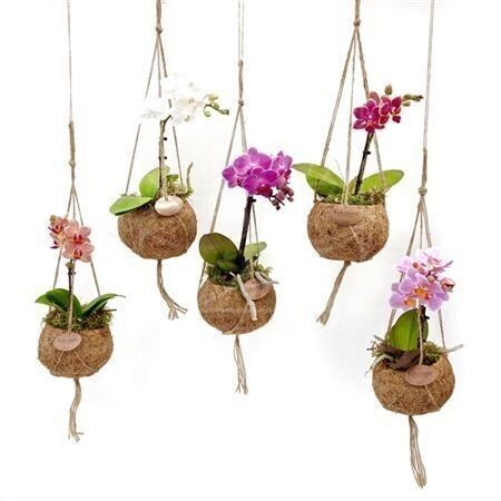 В природе большинство орхидей — эпифиты, они отлично подходят для кокедамы.