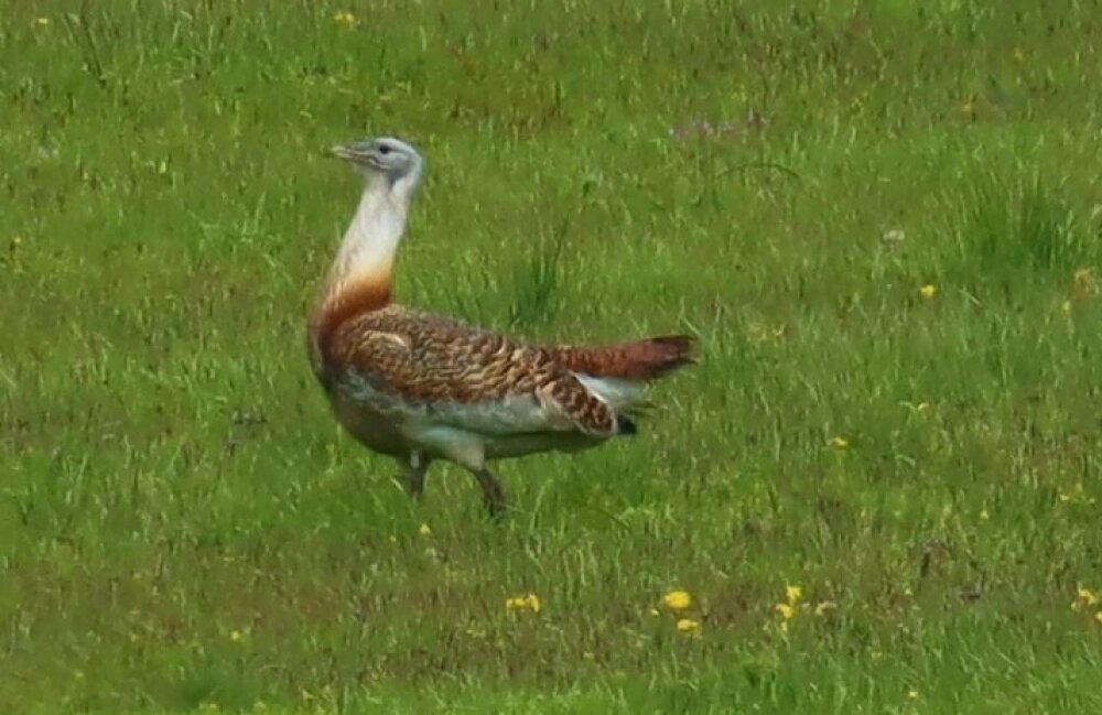    Самец дрофы. Фото: личный aрxив/ Григорий Прокопов