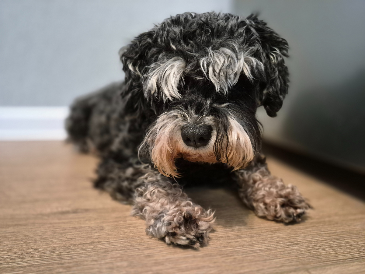 Джесс на страже холодильника 