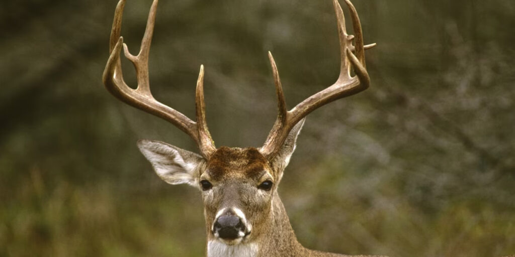 Панты марала — это неокостеневшие, покрытые кожей рога молодого сибирского оленя — марала.